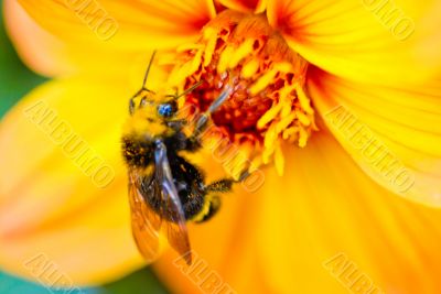 Bee Collecting Pollen