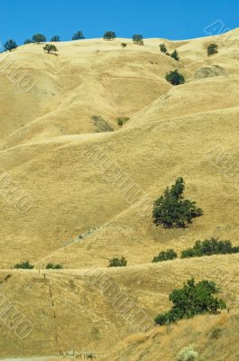 Golden Hillside Golden Hillside