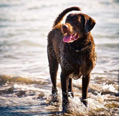 Chesapeake Bay Retriever Chesapeake Bay Retriever