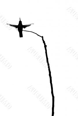 Hummingbird and Branch