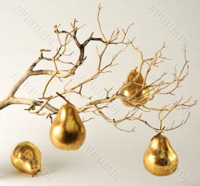 Dry Branch with Golden Pears
