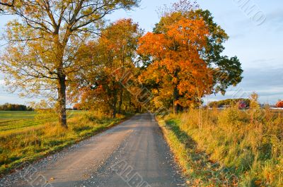 Dirt Road in Fall