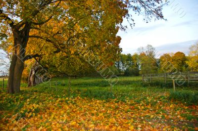 Tree and Property Line