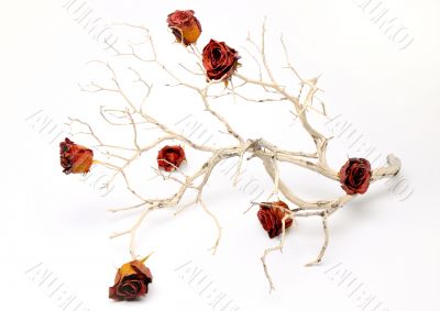 Barren Branch with Rose Buds