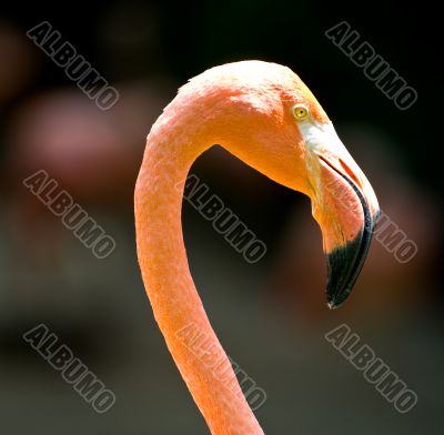 Flamingo Head