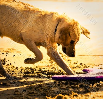 Golden Retriever Digging in Sand