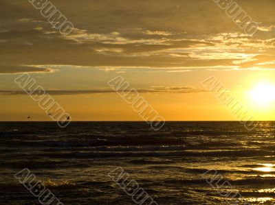 Birds and sunset over the sea