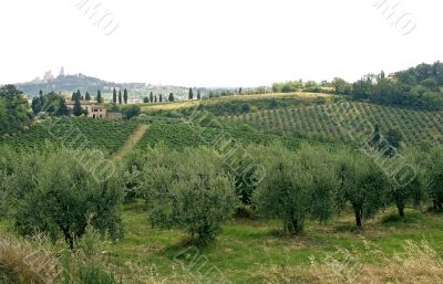 Vineyards and olive trees near San Gimignano (Siena, Tuscany)