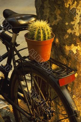 bicycle and plant