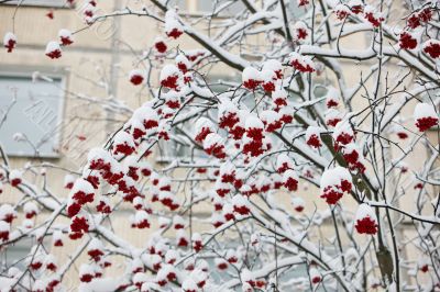 Snowy ashberry