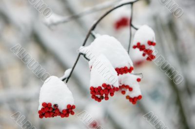 Winter rowanberries