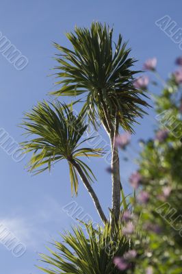 Palm trees set against a lovely blue sky