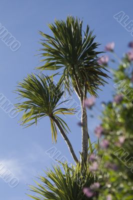 Palm trees set against a lovely blue sky Palm trees set against a lovely blue sky