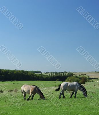 Ardennes horses on blue sky