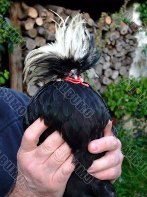 Dutch cap hen rooster