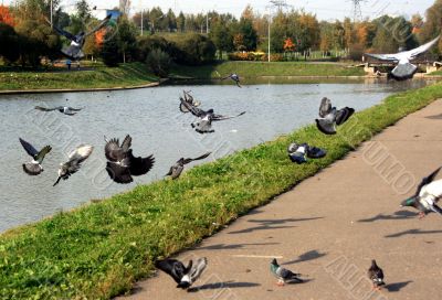 The pigeons starting