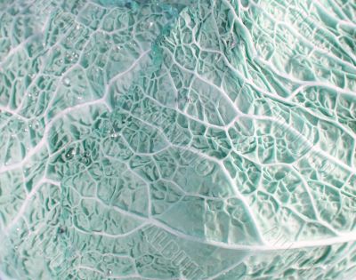 Green cabbage vegetable