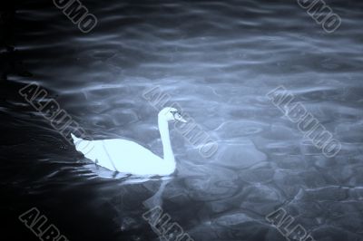Swan