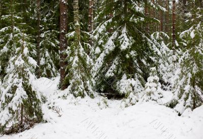 winter coniferous wood
