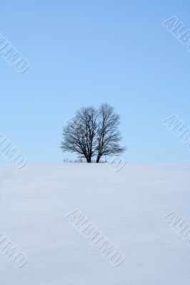 Lonely tree