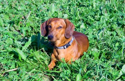 Dog with collar