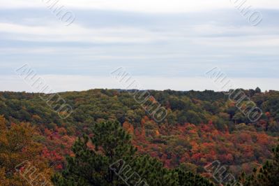 Fall Forest