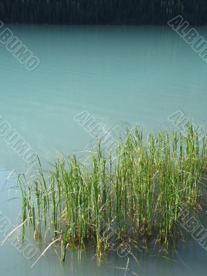 reeds in a green lake reeds in a green lake