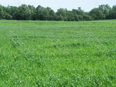 green field