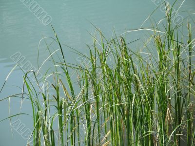 reeds in a green lake reeds in a green lake