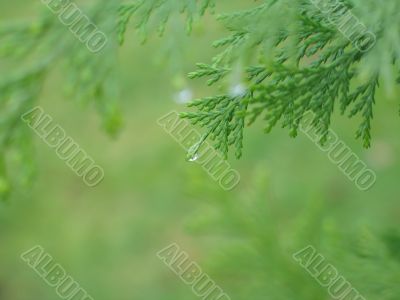 rain drop on a green branch