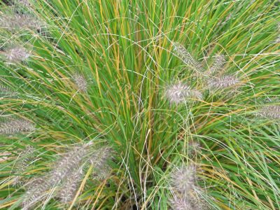 feathery plant closeup
