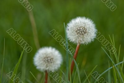 Dandelions