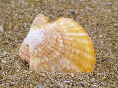 common scallop