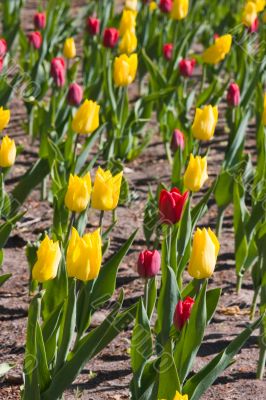 Yellow and red tulips