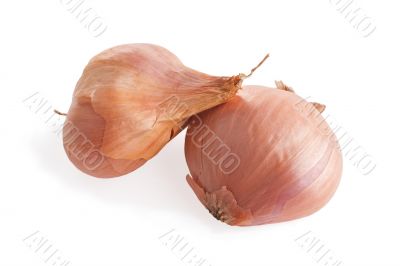 Two Shallot