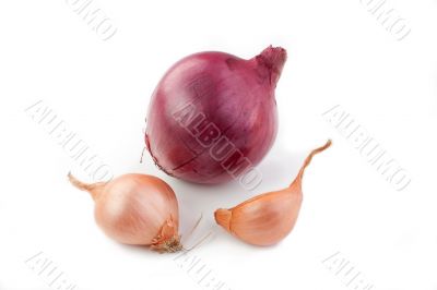 Shallot and Red Onion