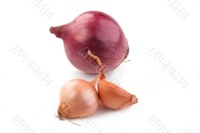 Shallot and Red Onion