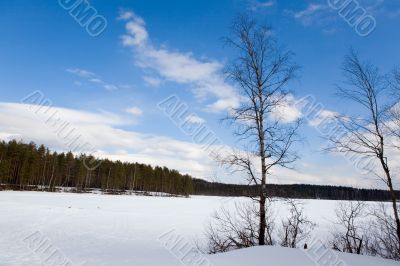 Two birches against wood