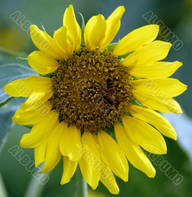 Honeybee on Yellow Sunflower in Bloom