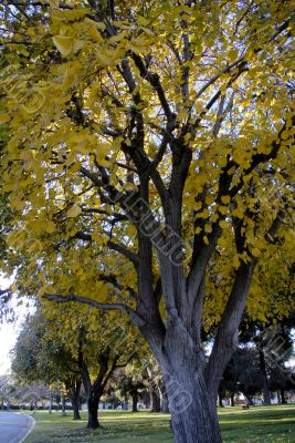 Yellow Leaves during Fall Season