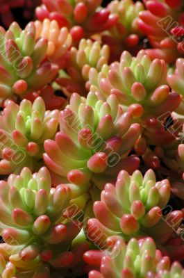 Red Green Aloe Succulent Plants