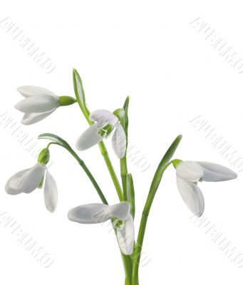 Snow drop