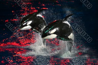 Killer Whales