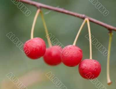 Cherry branch