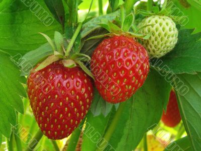 strawberries