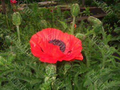 Red poppy