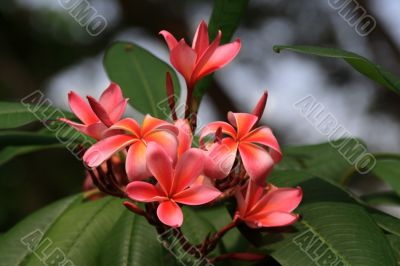 Frangipani (Plumeria)
