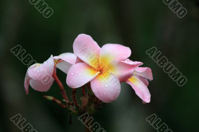 Frangipani (Plumeria)
