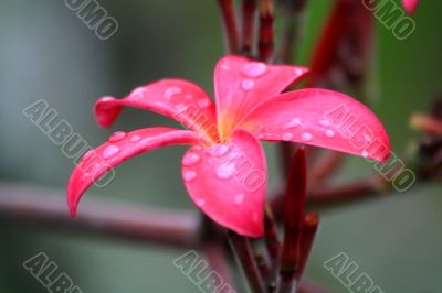 Frangipani (Plumeria)