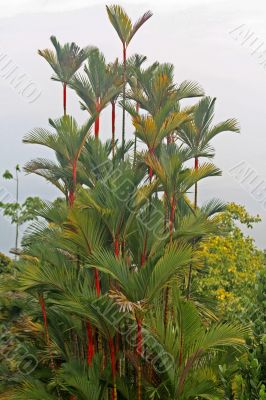palm (Cyrtostachys lakka)